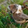 Koala - Phascolarctos cinereus 3157
